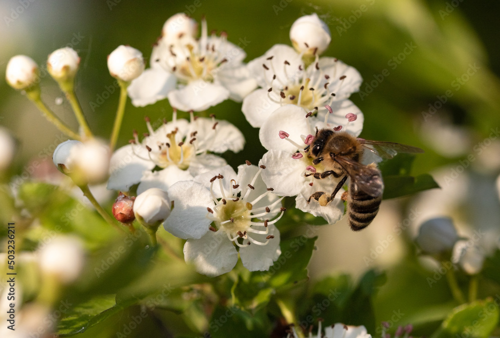 Bee on blooming Hawthorn flower collecting pollen, with a bokeh background Bee on blooming Hawthorn flower collecting pollen, with a bokeh background