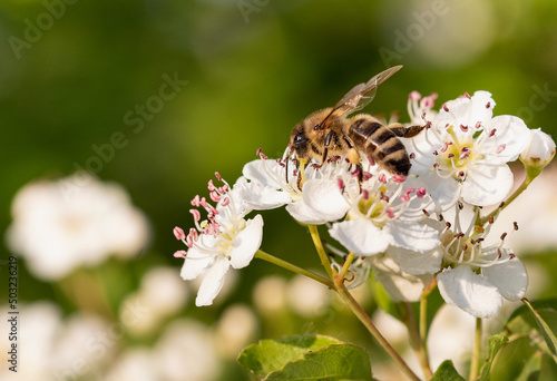 Bee on  blooming Hawthorn flower collecting pollen, with a bokeh background