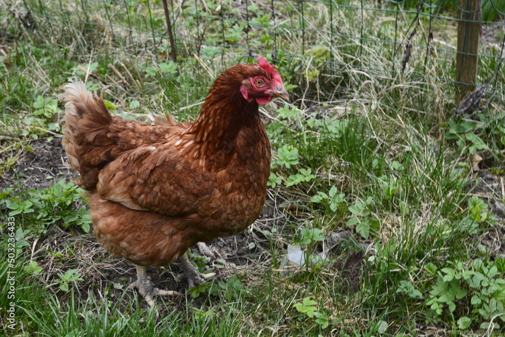 Fototapeta premium Close up of red chicken on a farm in nature.