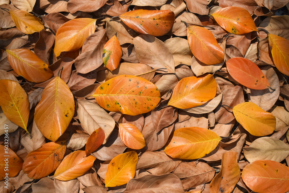 Colorful fallen leaves on the ground, overhead view. Taken in the morning sunlight. summer, autumn season concept. Colorful fallen leaves on the ground, overhead view. Taken in the morning sunlight. summer, autumn season concept.