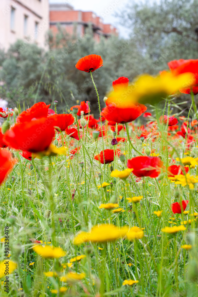 Obraz premium Close up of a field of poppies in the countryside.