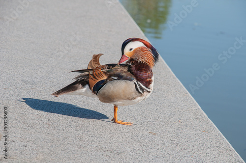 Mandarin duck on a gray stone by the river