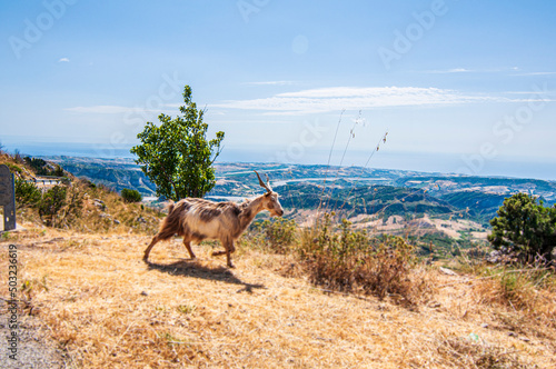 Capre al pascolo con panorama su strada di montagna