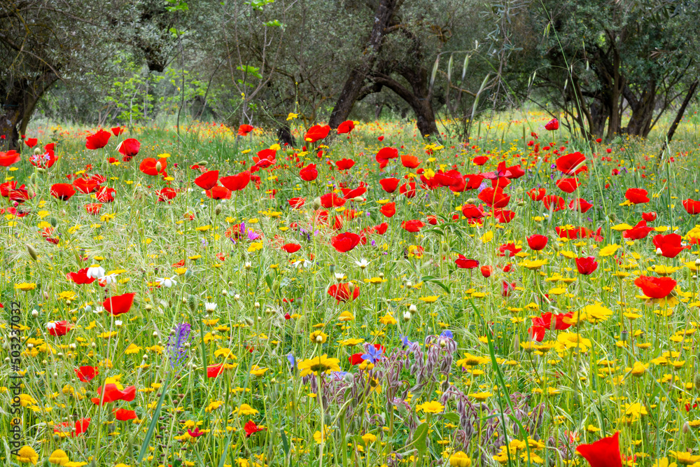 Field of poppies in the countryside.