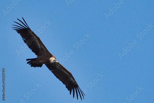 Griffon vulture flying 