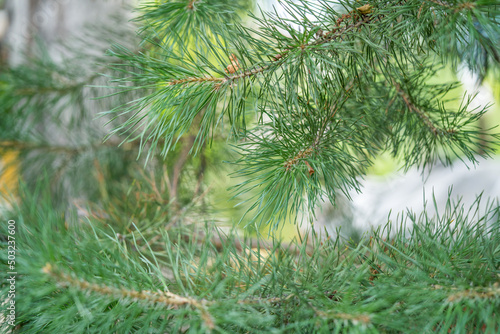 Fir tree brunch. Fluffy pine twig close up. Green background