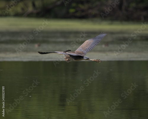 Purple Heron Flying
