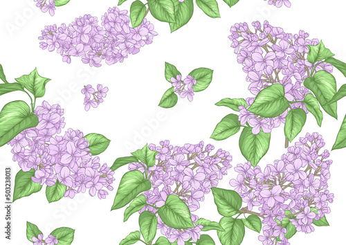 Seamless background with lilac flowers. Vector illustration. Isolated on white background. © Elen  Lane