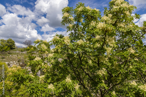 Wallpaper Mural The flowers of Fraxinus ornus, the manna ash Torontodigital.ca