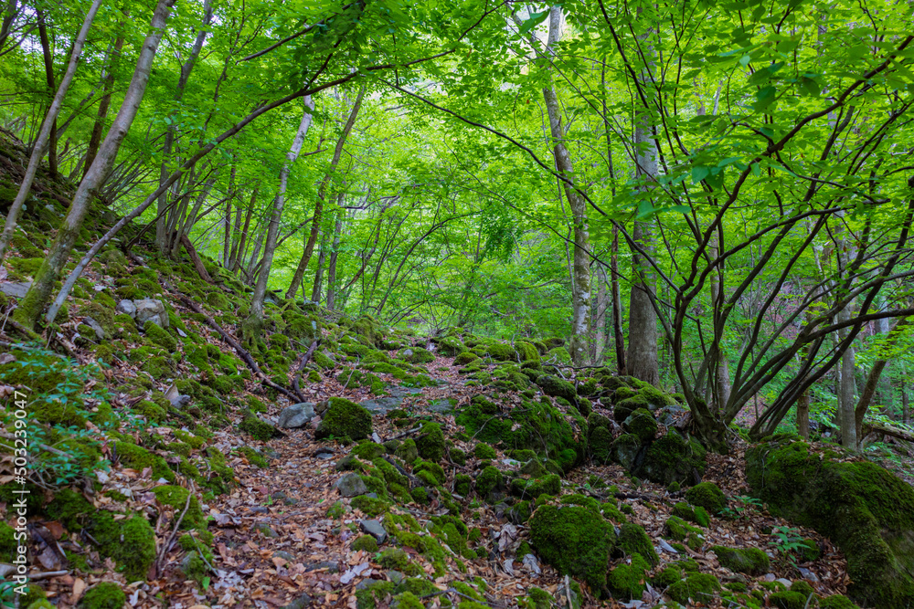 Fototapeta premium 新緑の森