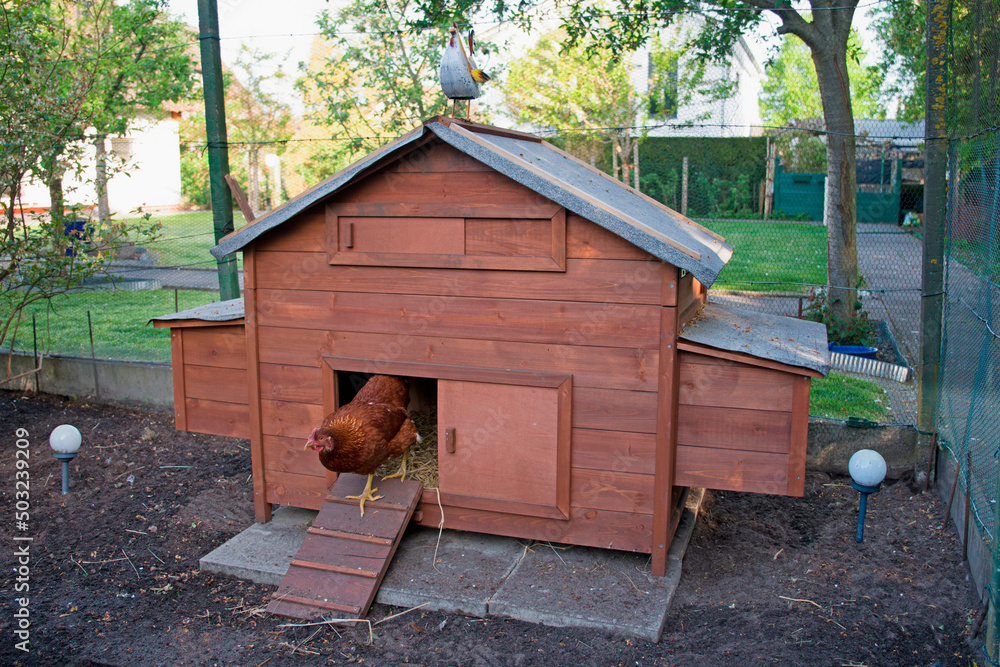 Hühnerstall im Garten Stock Photo Adobe Stock