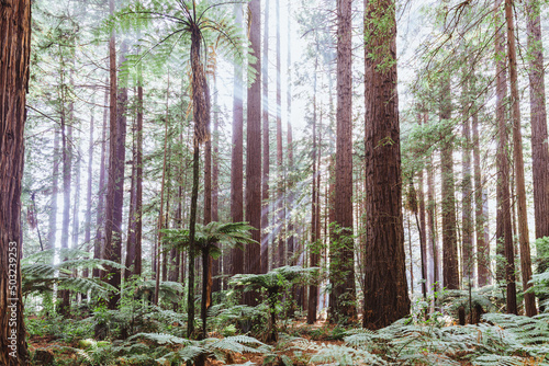 forest in the morning