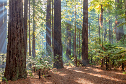 forest in the morning