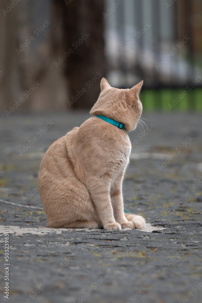 Portrait of a cat. Amber eyes. Purebred domestic cat. Pet on a walk. Cream wool. Gentle animal. The cat looks at the camera. Red cat. Portrait of a cat. Amber eyes. Purebred domestic cat. Pet on a walk. Cream wool. Gentle animal. The cat looks at the camera. Red cat.
