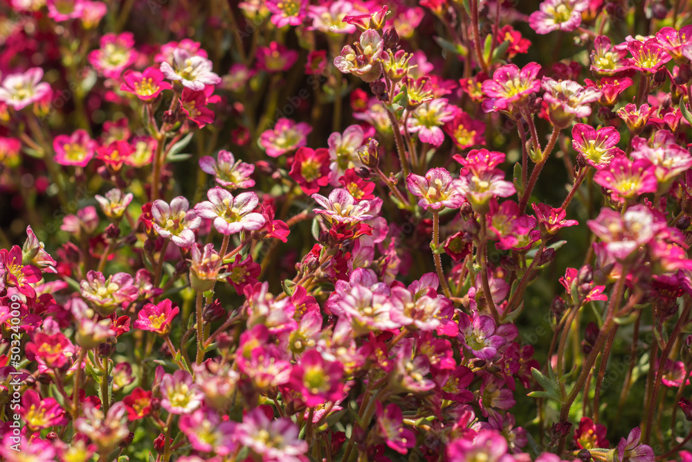 Many little Saxifraga flowers blooming in the garden. Ornamental plant for rockeries. Mossy Saxifrage. Rockfoils Many little Saxifraga flowers blooming in the garden. Ornamental plant for rockeries. Mossy Saxifrage. Rockfoils