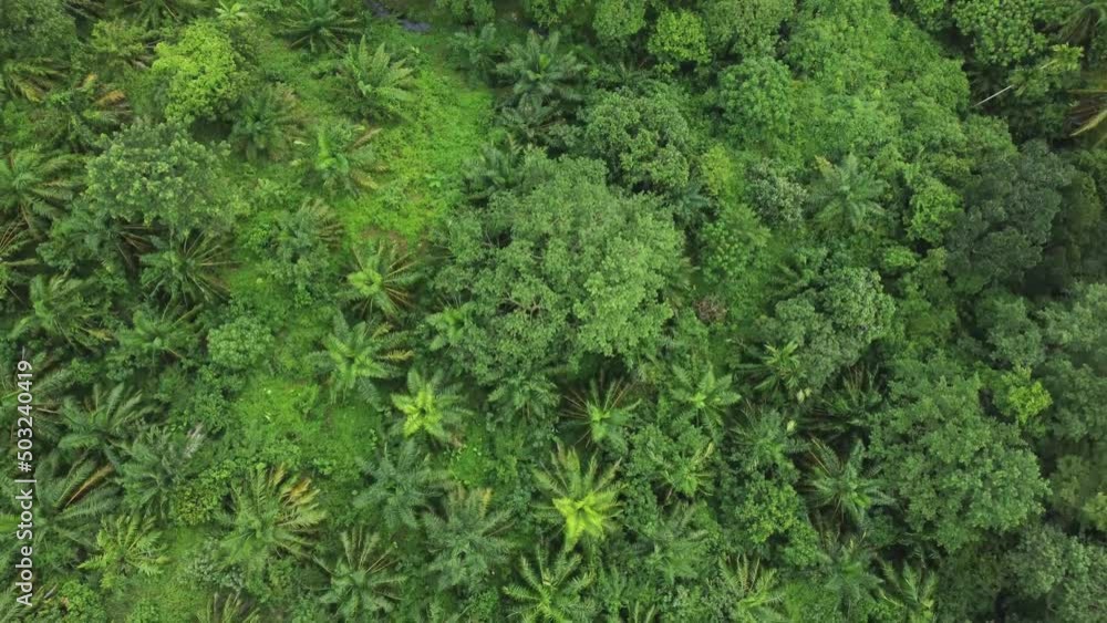 Drone aerial view flying over oil palm plantation fields, Aceh Province, Indonesia Drone aerial view flying over oil palm plantation fields, Aceh Province, Indonesia