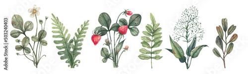 Obraz na płótnie Forest plants - strawberry, fern, herbs and green branches illustration hand drawn in watercolor and isolated on white background