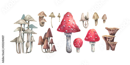 Photo Set of forest mushrooms hand drawn in watercolor and isolated on a white background