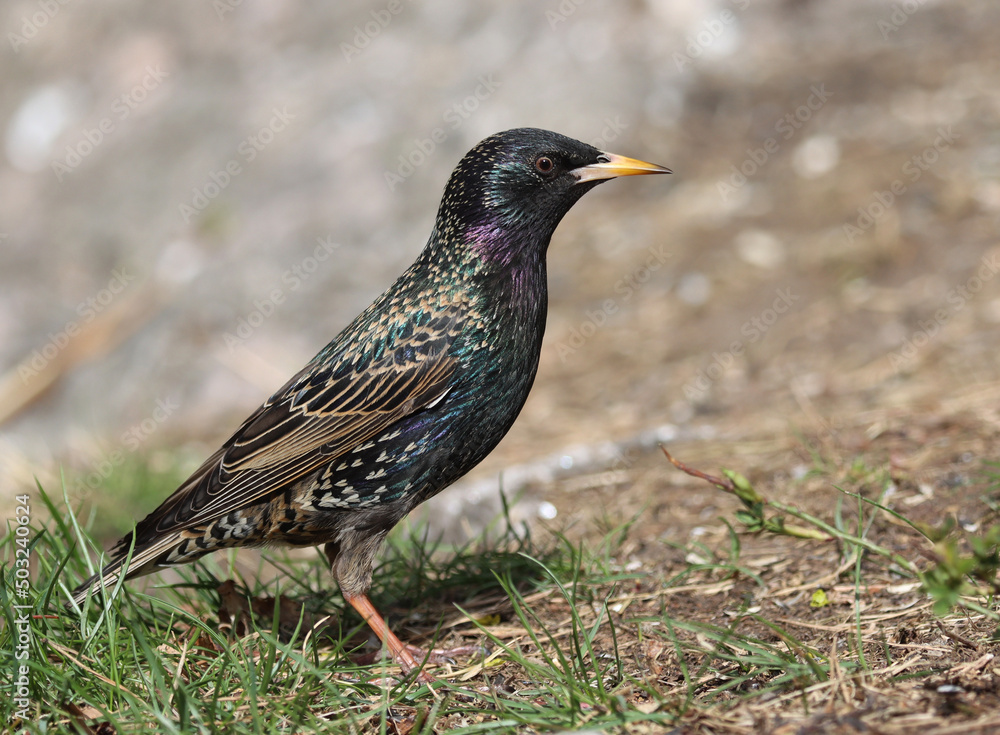 starling starling