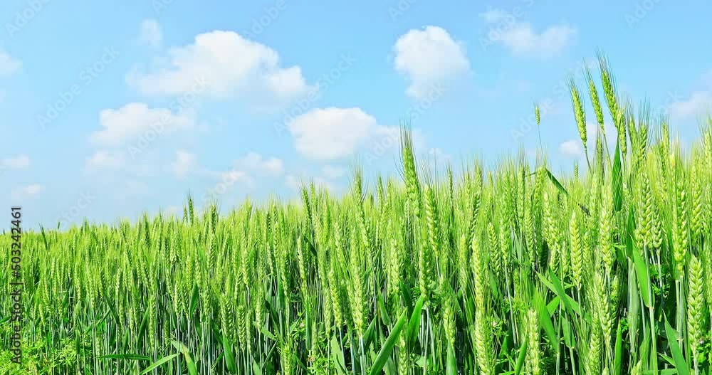 Fresh ears of young green wheat on nature in spring field. Agriculture scene. Green Wheat field nature landscape. Fresh ears of young green wheat on nature in spring field. Agriculture scene. Green Wheat field nature landscape.