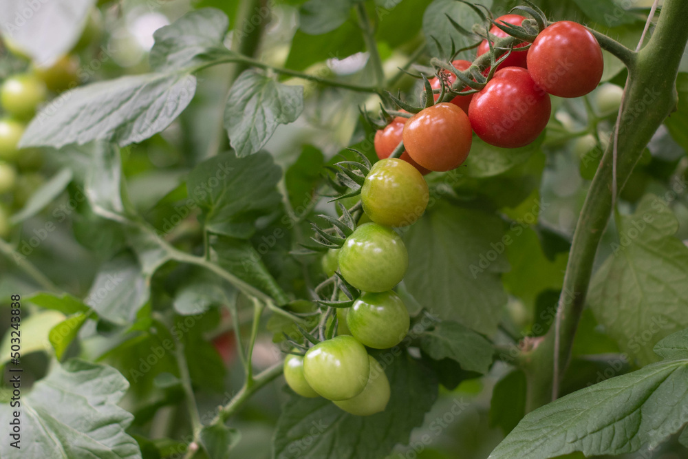 Fresh red tomatoes fruits on tomato plant. Fresh red tomatoes fruits on tomato plant.