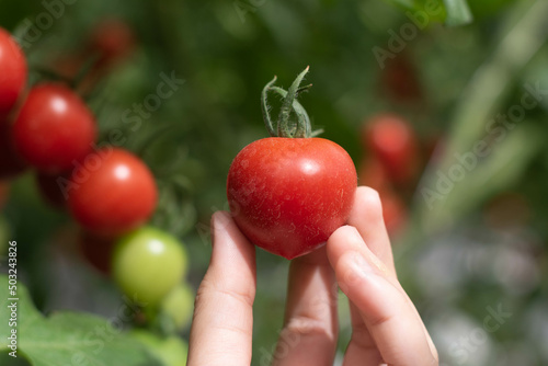 Hand holding fresh red tomatoes, organic vegetable for healthy eating.