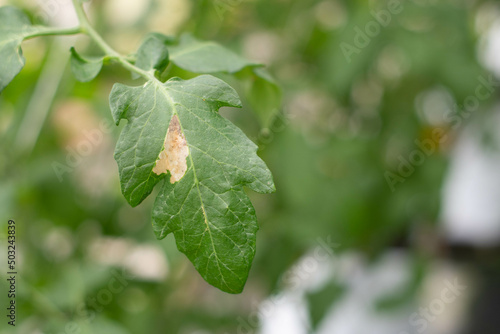 Wallpaper Mural Tomato leafminer worm Tuta absoluta infested on tomato leaf. Torontodigital.ca