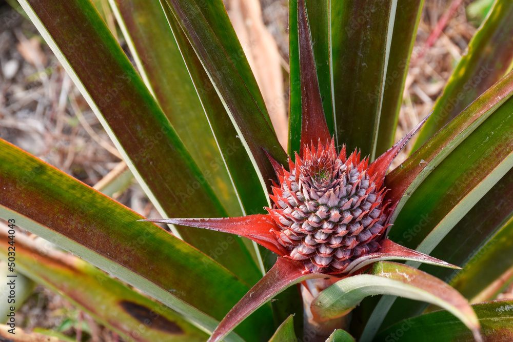 Beautiful red wild pineapple with spikey fronds Beautiful red wild pineapple with spikey fronds