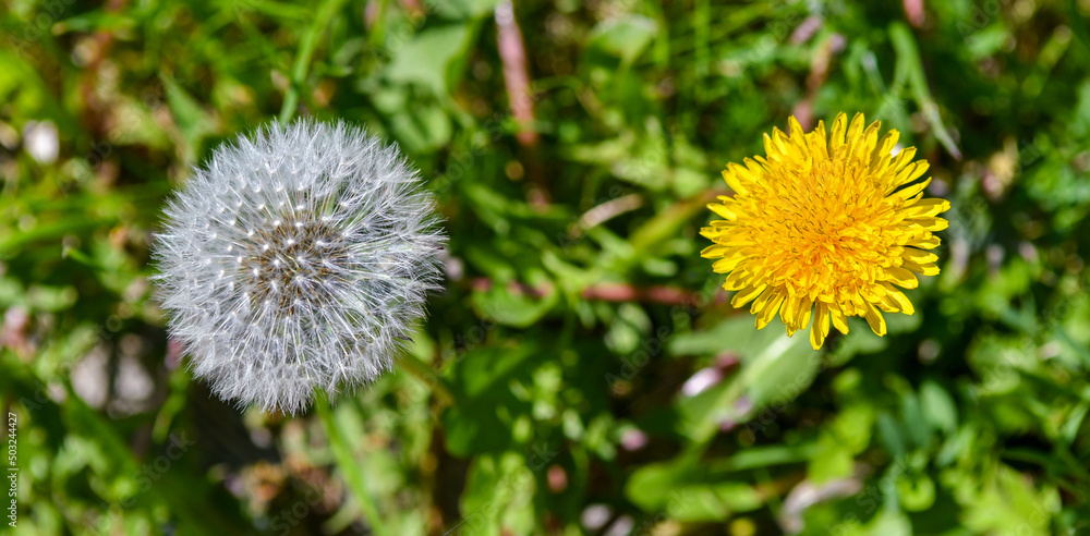 Spring flowers dandelions. Bright and fluffy flowers. Spring flowers dandelions. Bright and fluffy flowers.