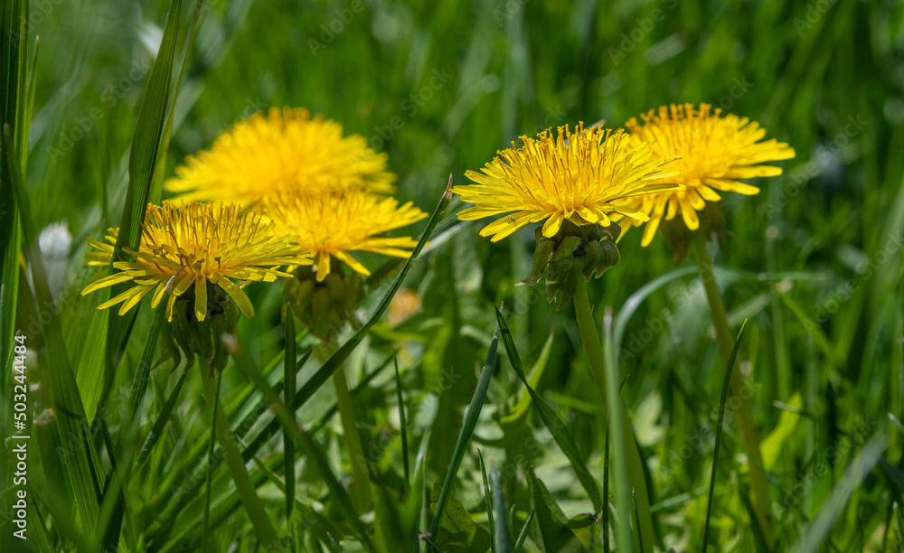 Spring flowers dandelions. Bright and fluffy flowers.