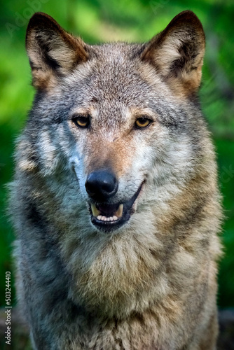 Europäischer Wolf ( Canis lupus ).