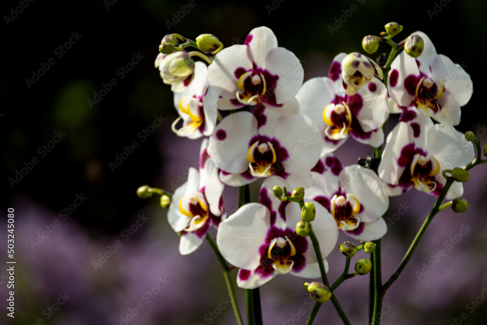 Fototapeta premium Weiß-weinrote Phalaenopsis mit vollem Blütenstand in Nahaufnahme