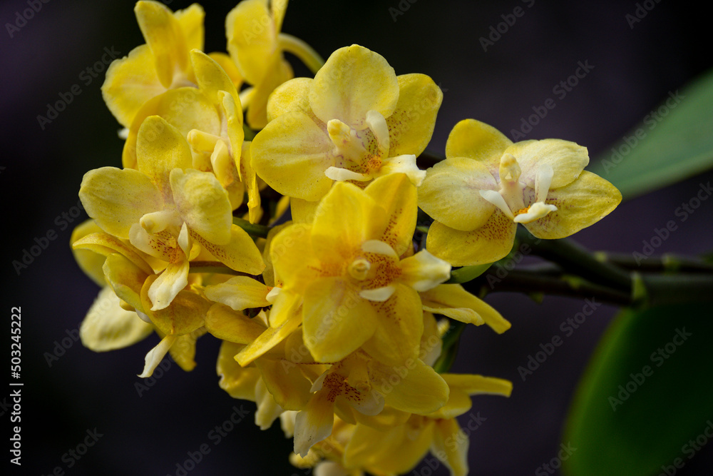 Orchideen Phalaenopsis exotische Blüten Orchideen Phalaenopsis exotische Blüten