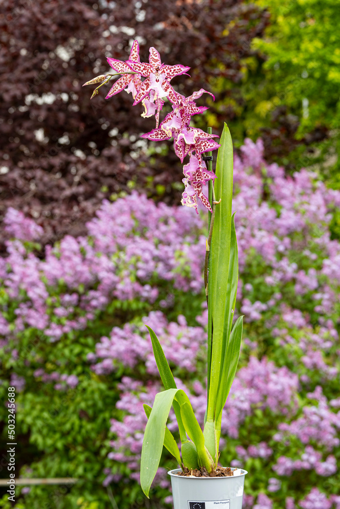 Orchideen exotische Blumen mit vielen Farben