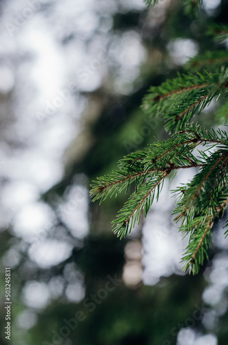 snow covered tree