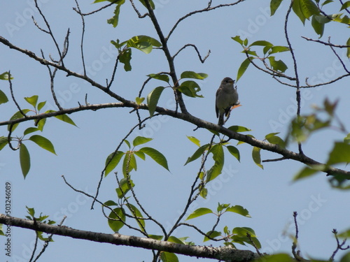 木で休憩する鳥