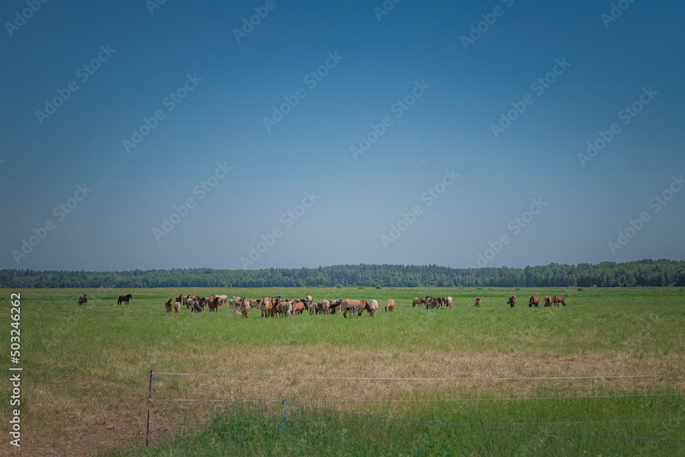 A herd of horses grazes on a field on a summer sunny day. A herd of horses grazes on a field on a summer sunny day.