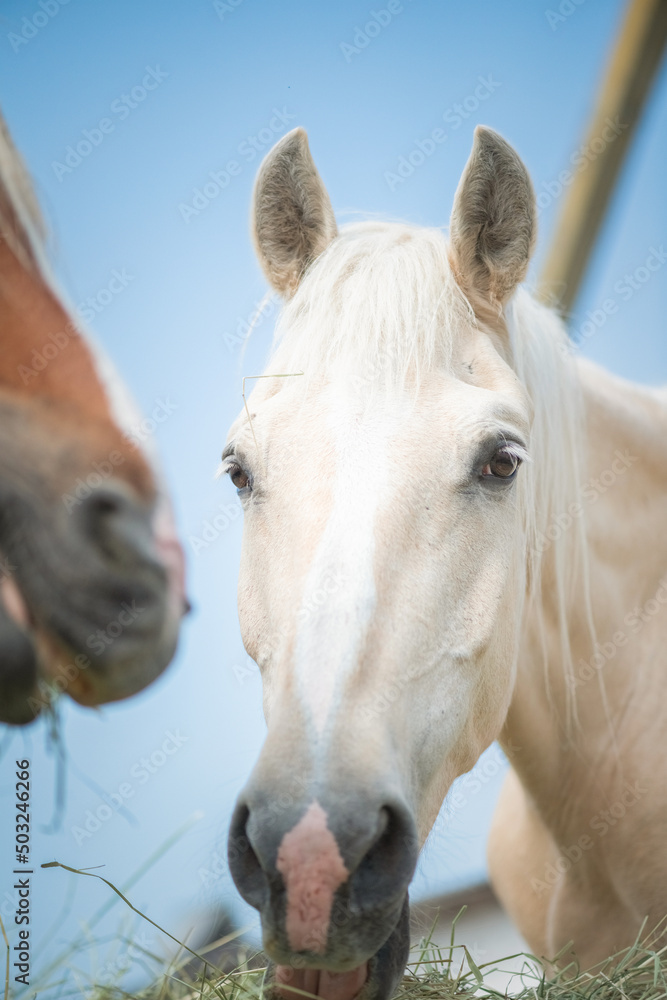 Obraz premium A herd of horses grazes on a field on a summer sunny day.