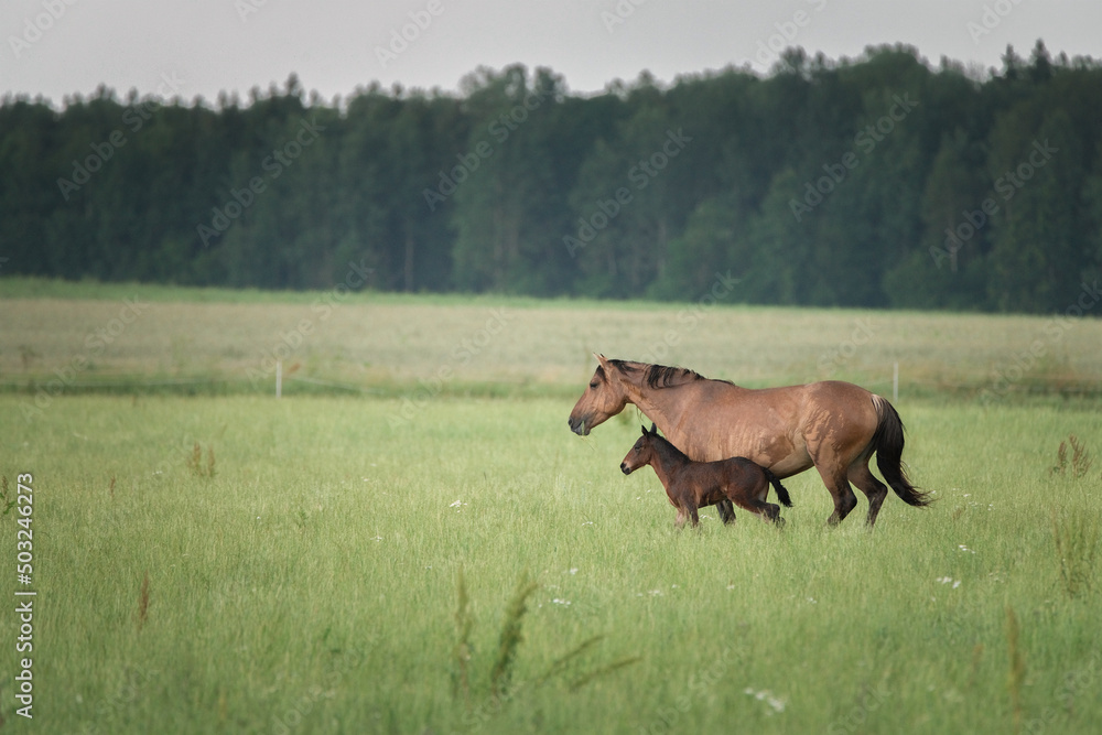 A herd of horses grazes on a field on a summer sunny day. A herd of horses grazes on a field on a summer sunny day.