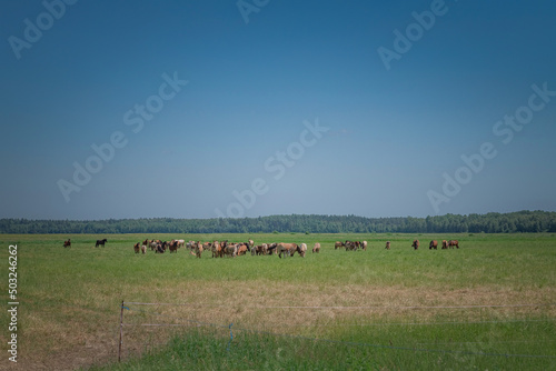 A herd of horses grazes on a field on a summer sunny day. © shymar27