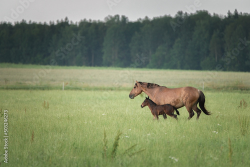 Fototapeta Naklejka Na Ścianę i Meble -  A herd of horses grazes on a field on a summer sunny day.