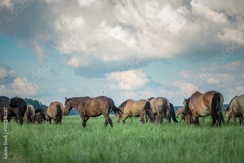 A herd of horses grazes on a field on a summer sunny day.