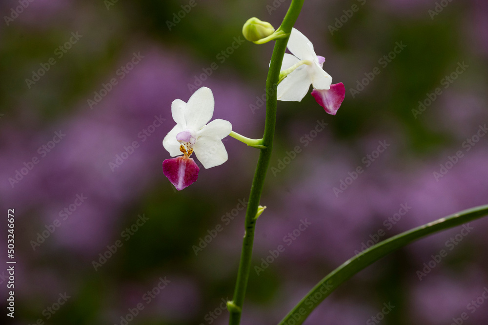 Orchideen exotische Blumen mit vielen Farben Orchideen exotische Blumen mit vielen Farben