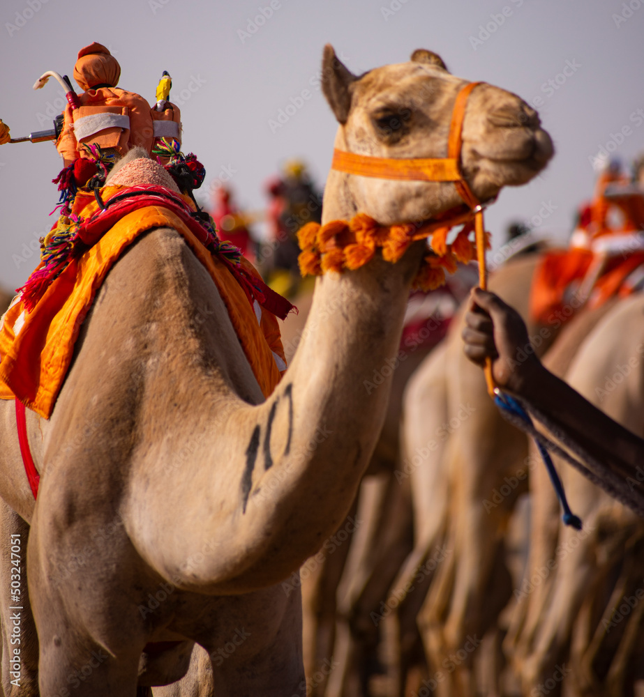 One of the challenges of Arab camel racing
