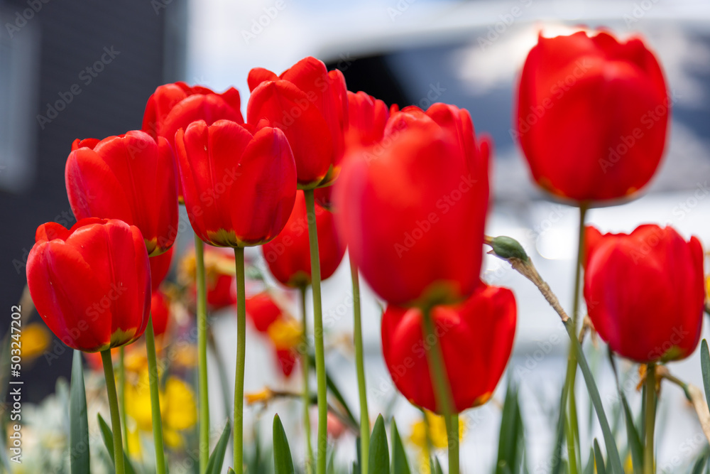 Obraz premium チューリップ