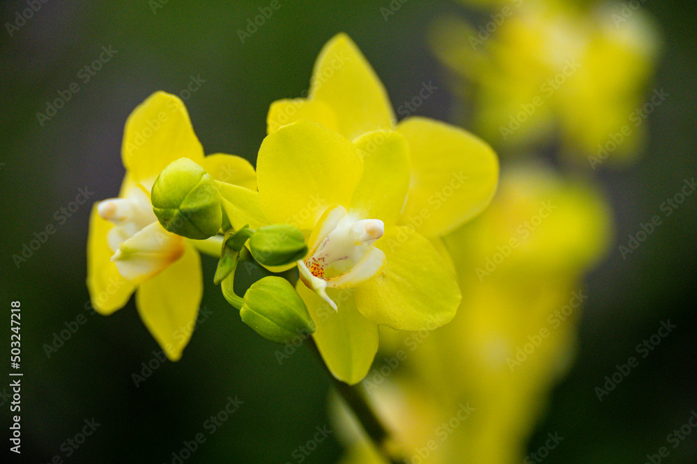 Orchideen exotische Blumen mit vielen Farben Orchideen exotische Blumen mit vielen Farben