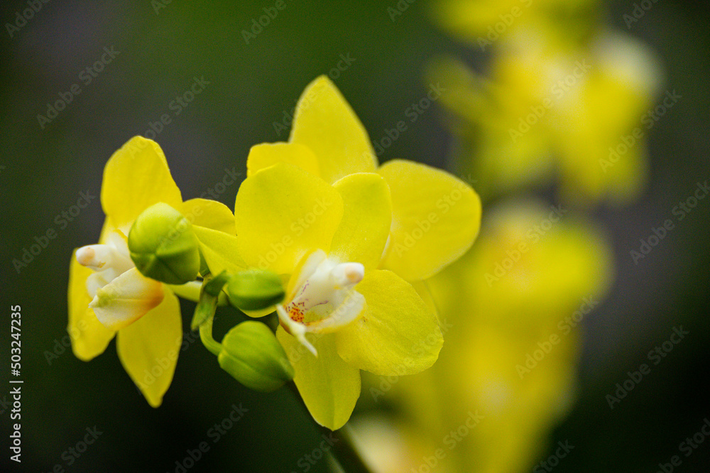 Orchideen exotische Blumen mit vielen Farben Orchideen exotische Blumen mit vielen Farben