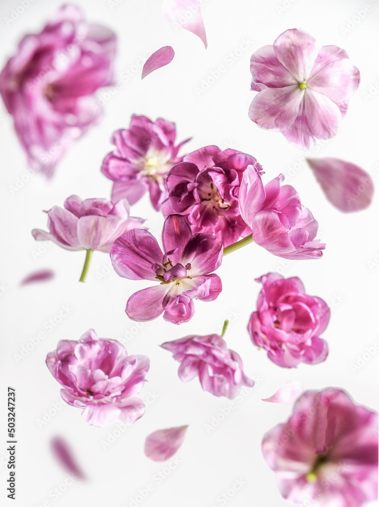 Beautiful flying pink purple flower and petals at white background. Floral levitation concept. Front view.