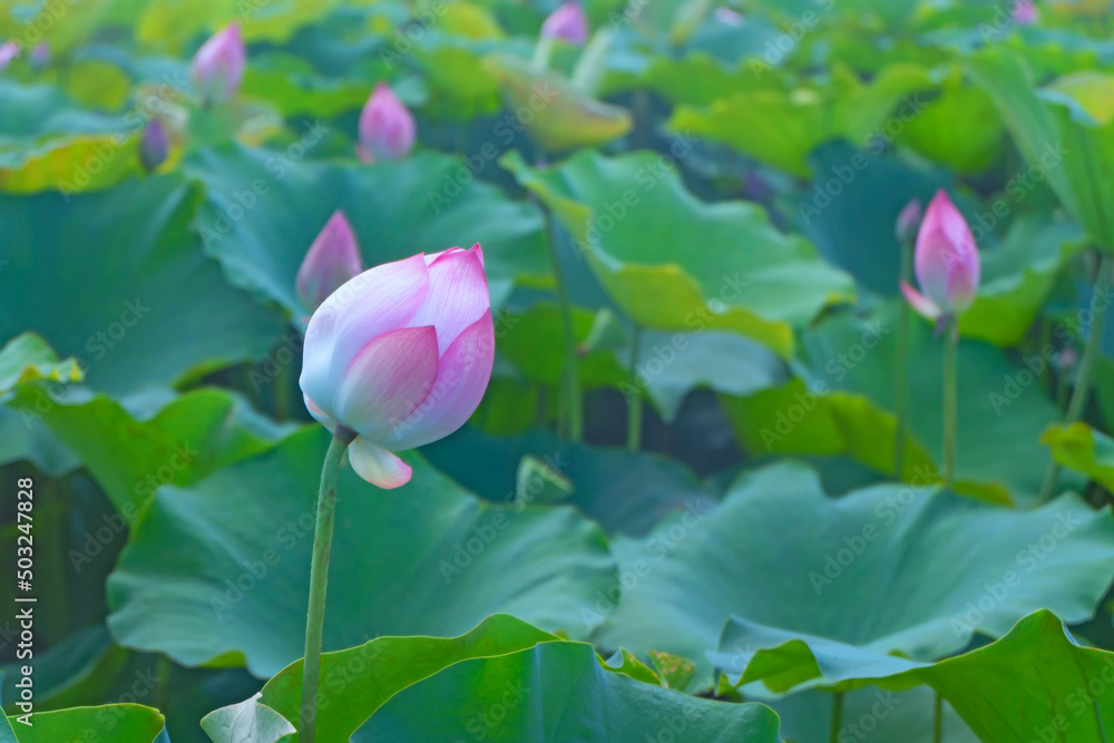 Obraz premium Lotus or Lilies, Nelumbo nucifera in the midst of green leaves in the pond.