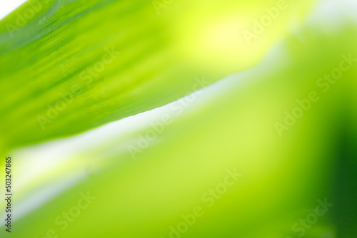 Blurred abstract of green leaf for natural and ecology background concept
